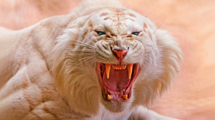 animals, open mouth, tiger, blue eyes, nature, white tigers