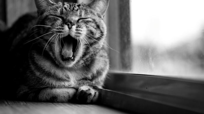 cat, open mouth, monochrome, animals