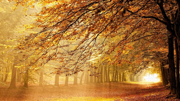 Netherlands, sun rays, nature, fall, mist, path, orange, forest, landscape, trees, yellow, sunbeams