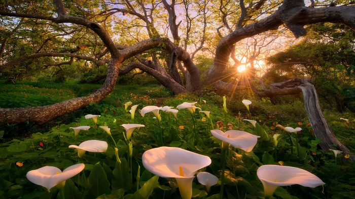 flowers, sunset, nature, trees, grass, calla lilies, landscape, spring