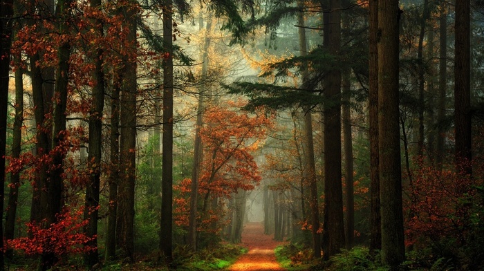 fall, nature, forest, mist, green, red, path, trees, landscape