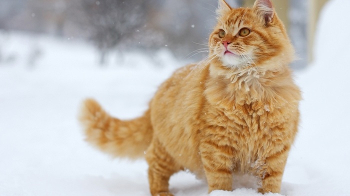 snow, animals, cat