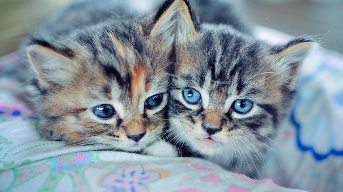 animals, cat, blue eyes