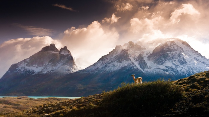 water, lake, forest, clouds, grass, Chile, nature, hill, trees, Torres del Paine, animals, landscape, llamas, snow, mountain