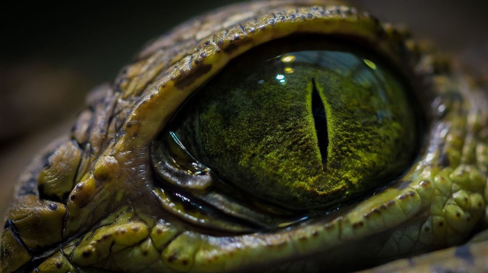 eyes, crocodiles