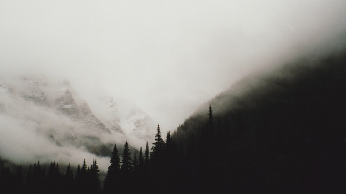 trees, monochrome, mountain, mist, landscape