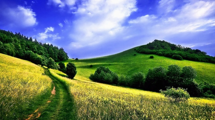 nature, path, summer, landscape, trees, field