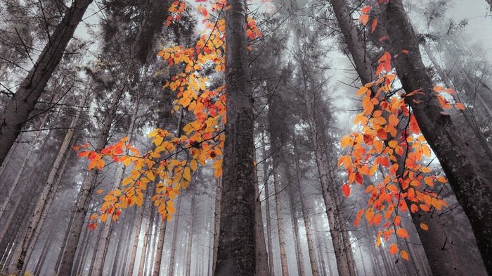 landscape, fall, orange, nature, trees, forest, mist