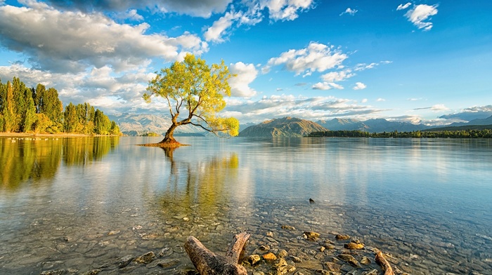 New Zealand, trees, lake, nature, reflection