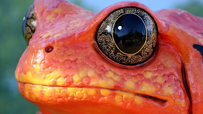 macro, animals, frog, orange, nature, eyes, amphibian