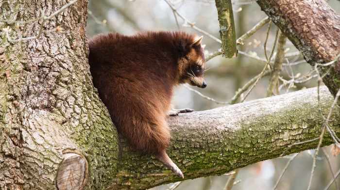 animals, trees