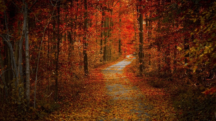 road, forest