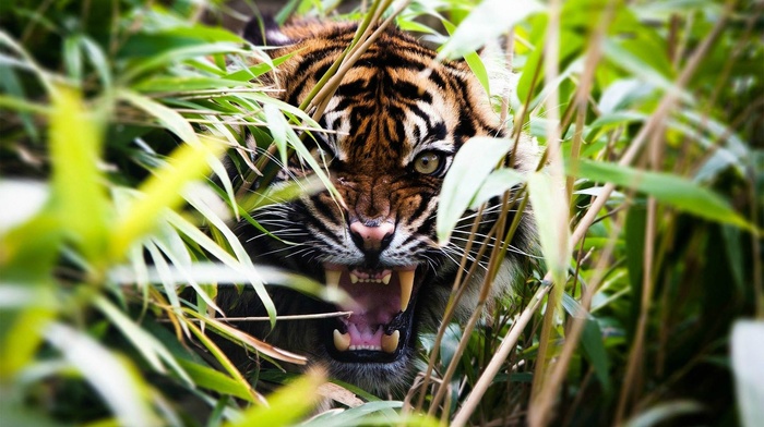 tiger, animals, wildlife, nature