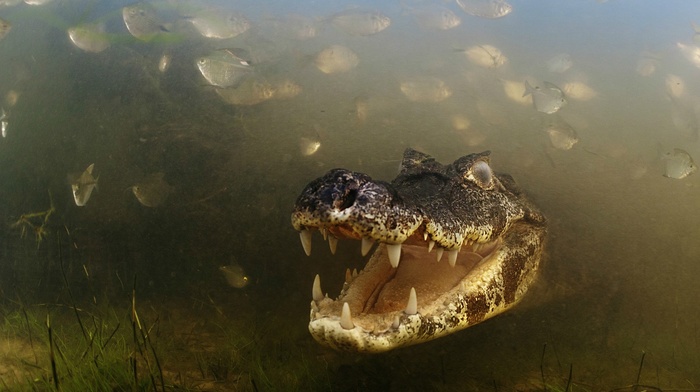 crocodiles, animals, fish, grass, river, nature, danger, teeth, alligators, underwater, skin