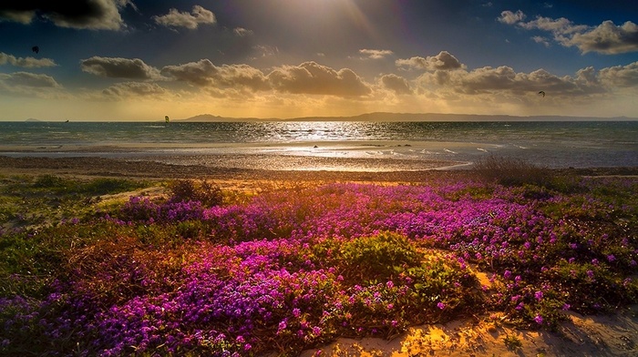 coast, landscape, green, flowers, clouds, beach, yellow, blue, magenta, sand, sun rays, nature, sea