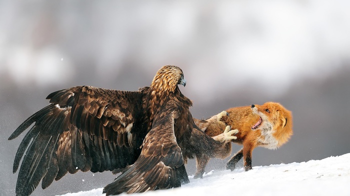 eagle, animals, birds, golden eagles, fighting, fox, snow