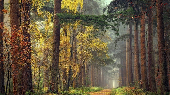 nature, landscape, forest, grass, mist, yellow, trees, fall, green, path, red