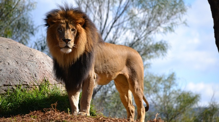 lion, animals, nature