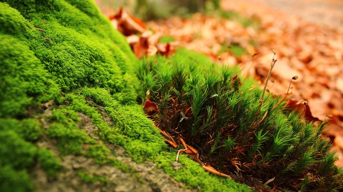 macro, leaves, nature