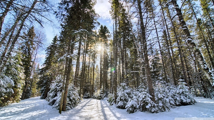 landscape, snow, trees, forest, nature