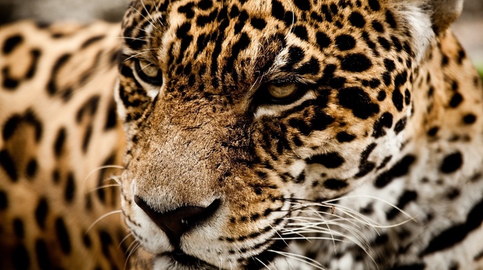 jaguars, closeup, animals