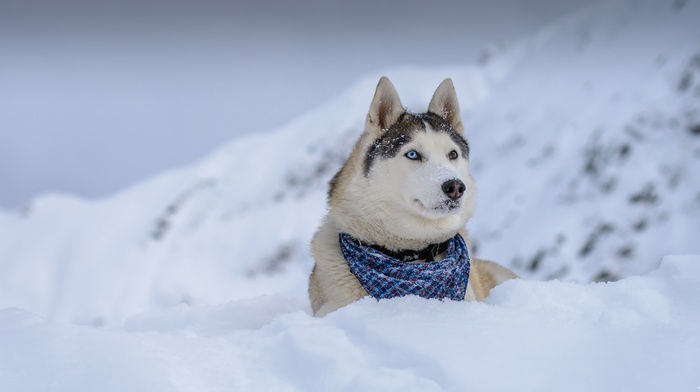 snow, dog, animals