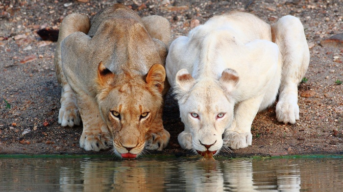 lion, animals, nature, albino