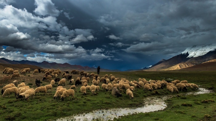 nature, mountain, hill, men, sheep, clouds, water, animals, landscape, snow, stream
