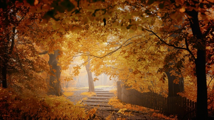trees, yellow, nature, walkway, mist, fence, landscape, leaves, fall, orange