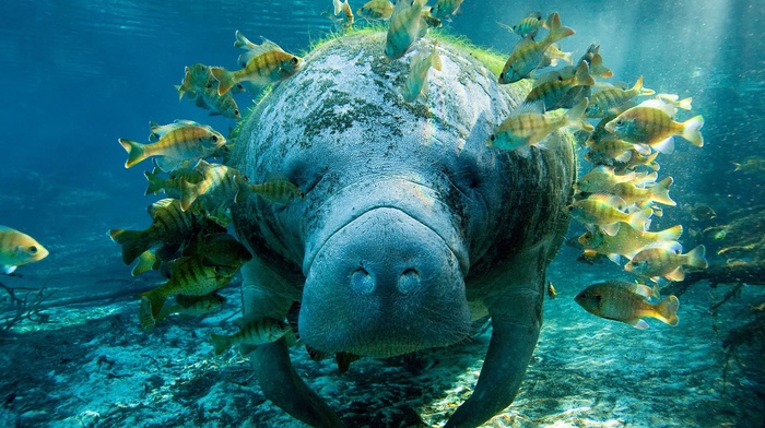animals, nature