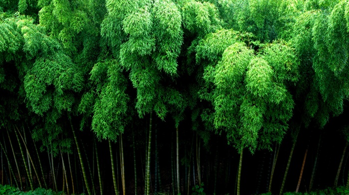 nature, bamboo