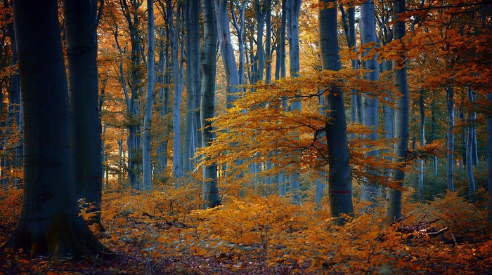 branch, wood, forest, leaves, trees, fall, yellow, nature