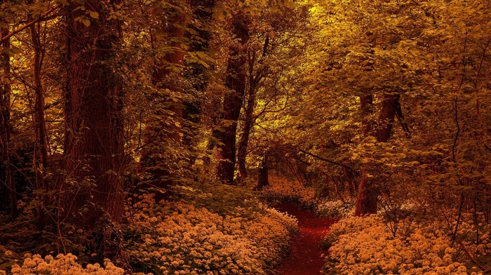 forest, trees, path, leaves, branch, fall, wood, nature, yellow, flowers