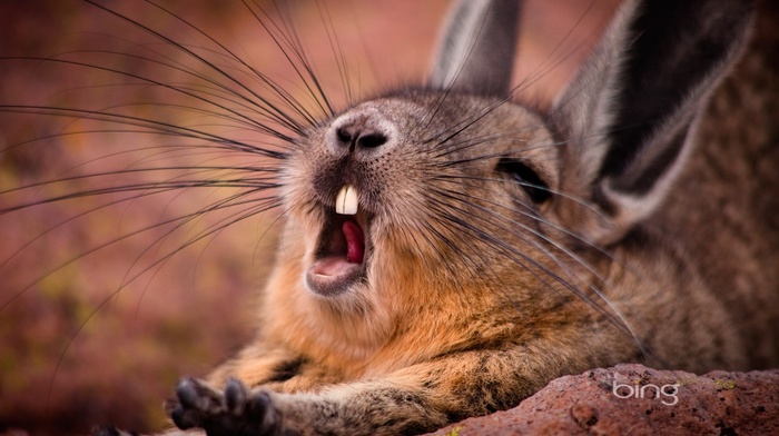 rabbits, yawning, animals