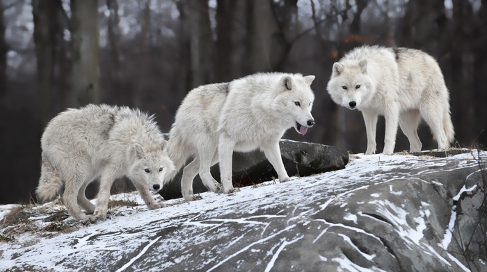 wolf, rock, snow, animals