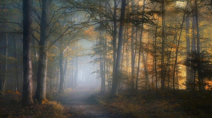 path, morning, fall, mist, dirt road, trees, forest, sunlight, landscape, leaves, nature