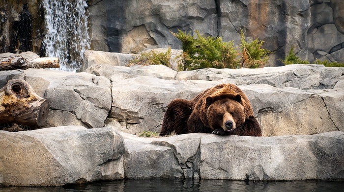 waterfall, bears, animals