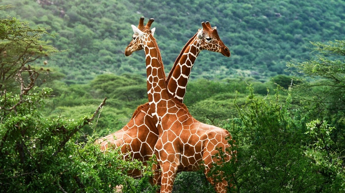 nature, animals, giraffes