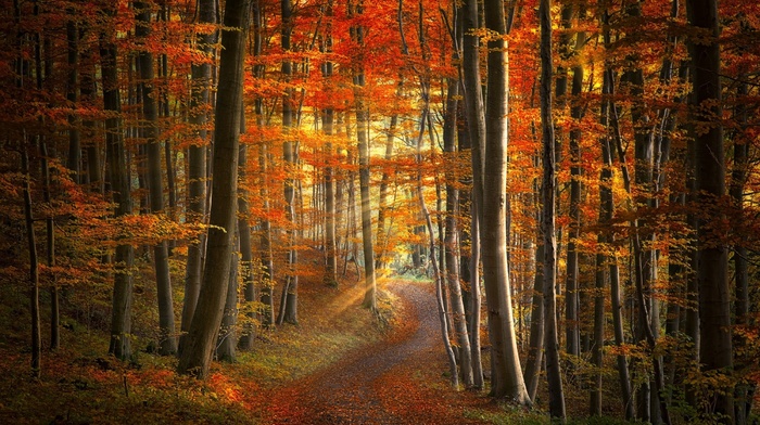 path, landscape, leaves, trees, yellow, morning, red, grass, orange, road, sun rays, forest, nature, fall
