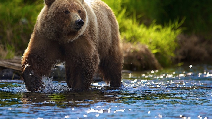 animals, river, bears