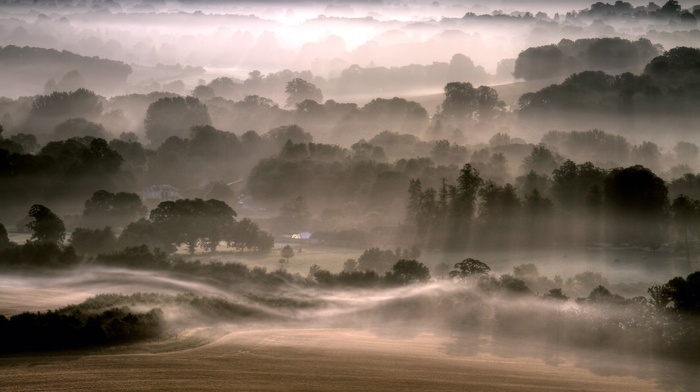 trees, morning, hill, sun rays, nature, field, mist, landscape, forest