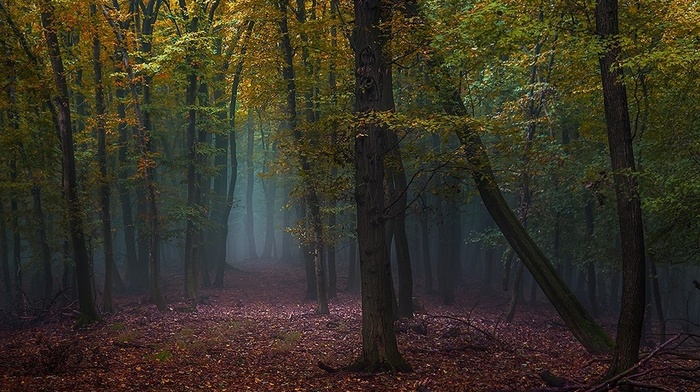 forest, morning, nature, leaves, trees, fall, mist, landscape, path
