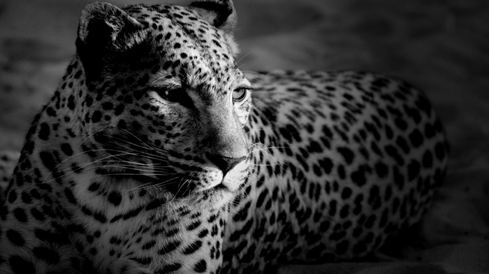 monochrome, jaguars, animals