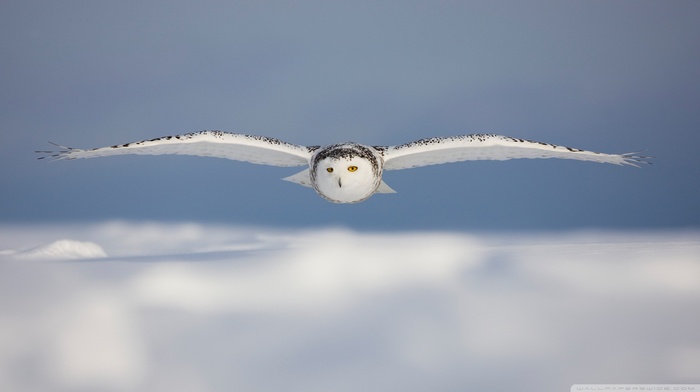 birds, owl, snow