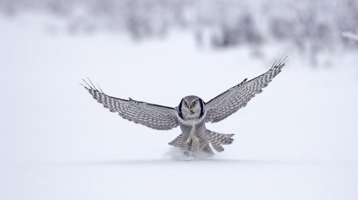 birds, owl, snow