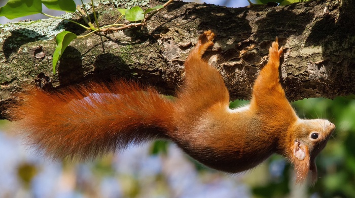 animals, upside down, squirrel