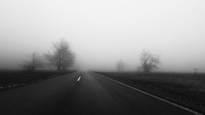 trees, mist, road