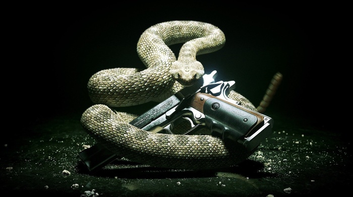 gun, snake, animals