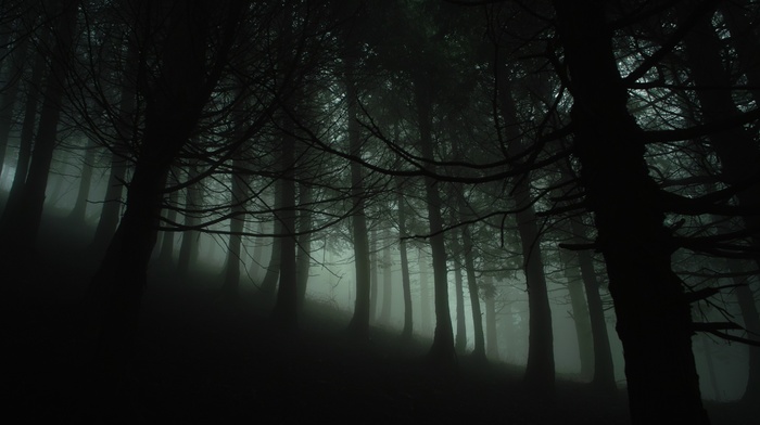 trees, branch, nature, leaves, hill, wood, forest, silhouette, mist