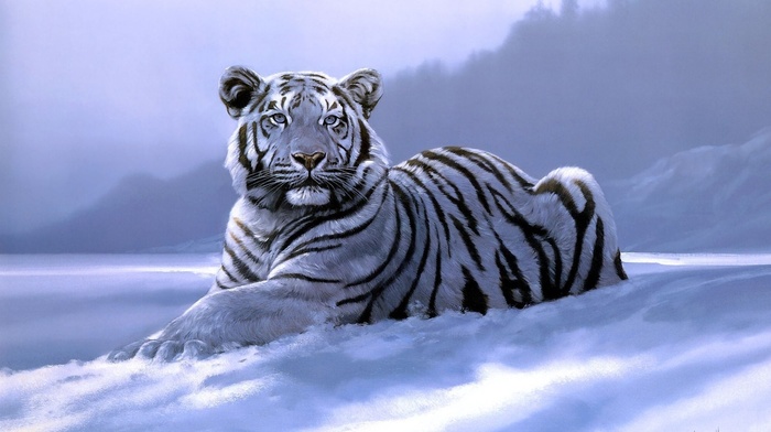 white tigers, artwork, tiger, animals